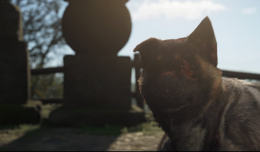 Assassin's Creed Shadow Thrown to the Dogs Deal Good dog 